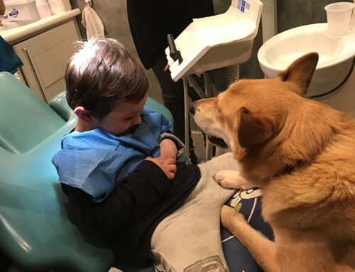 ¿Perros de apoyo para disminuir la ansiedad en el dentista?